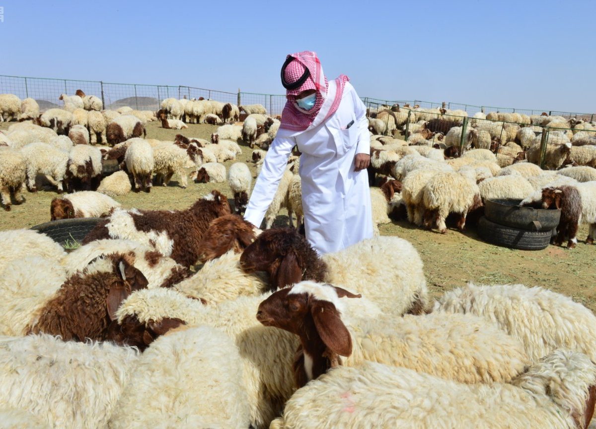 بالتزامن مع قرب رمضان.. أسعار المواشي في السعودية ترتفع بشكل جنوني ( أسعار المواشي في السعودية )