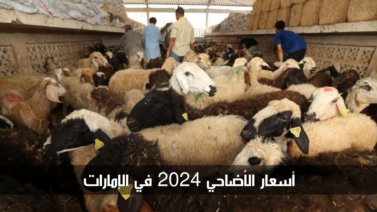 أسعار الأضاحي في الإمارات 2024.. وكيفية حجز موعد ذبح الأضاحي